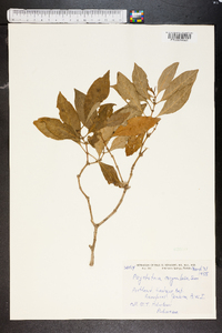 Psychotria corymbosa image