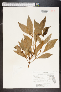 Psychotria nervosa image