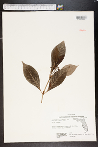 Psychotria nervosa image