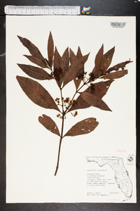 Psychotria nervosa image