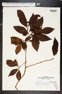 Psychotria nervosa image