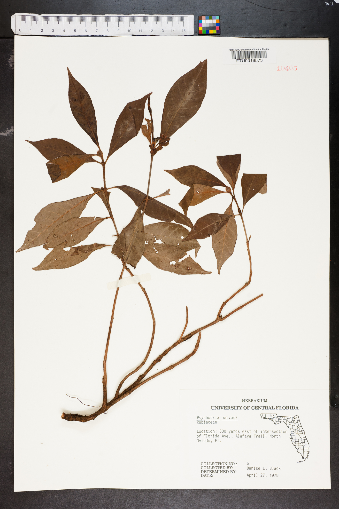 Psychotria nervosa image
