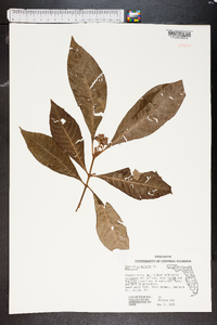 Psychotria nervosa image