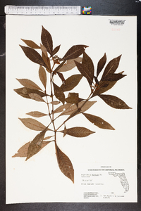 Psychotria nervosa image