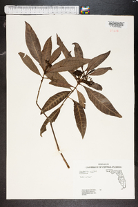 Psychotria sulzneri image