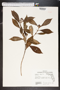 Psychotria undata image
