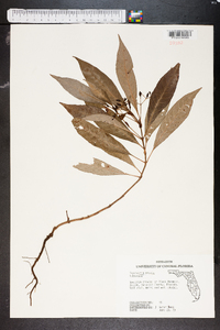 Psychotria undata image