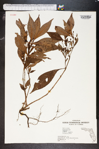 Psychotria undata image