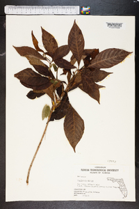 Psychotria undata image