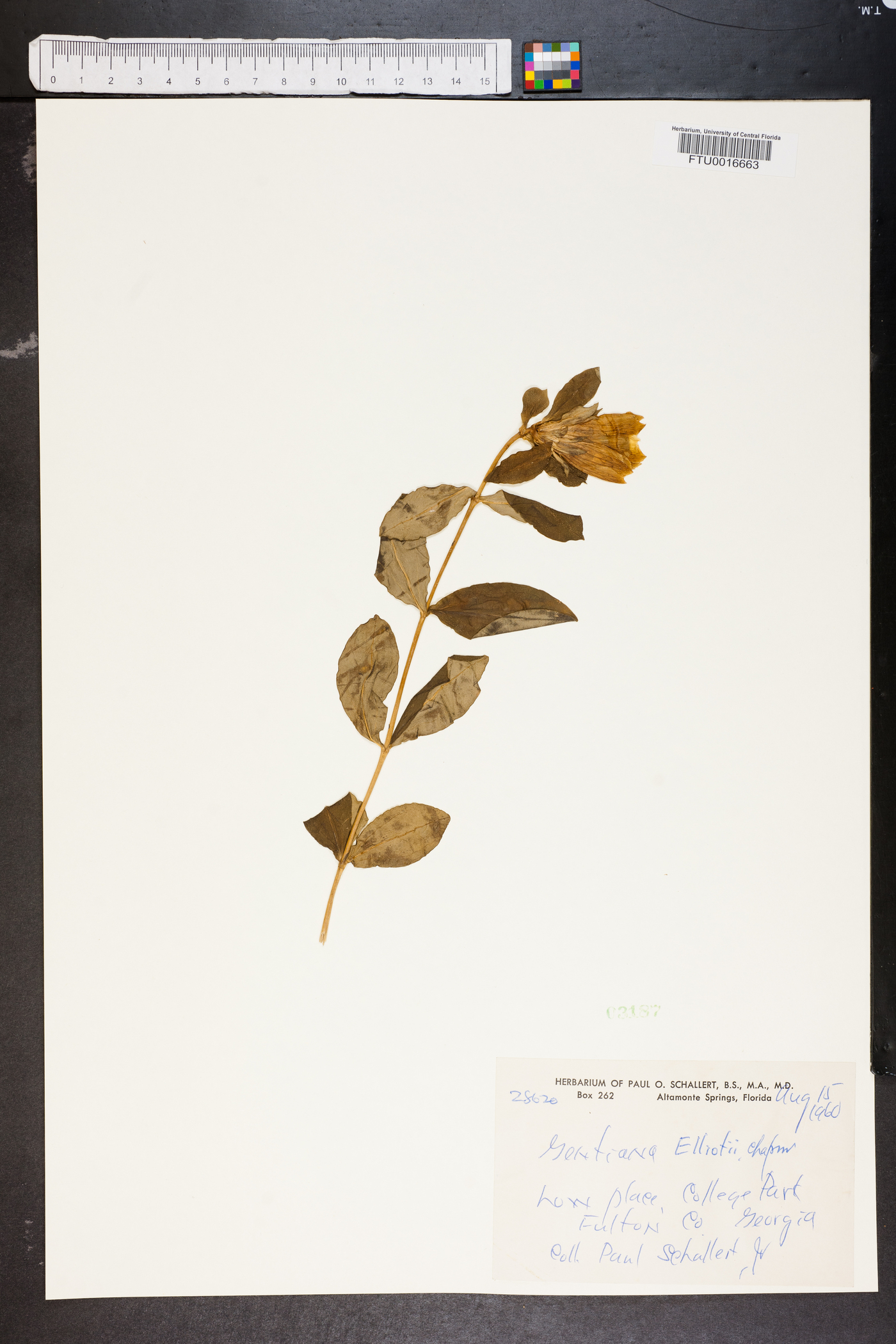 Gentiana elliottii image