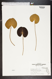 Nymphoides cordata image