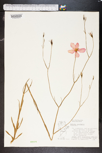 Sabatia angularis image