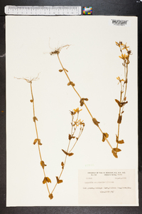 Sabatia angularis image