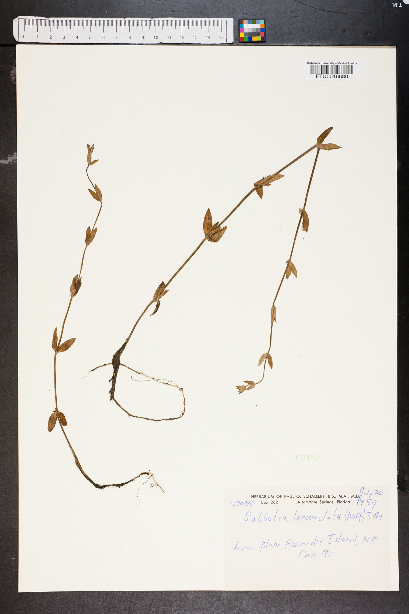 Sabatia lanceolata image