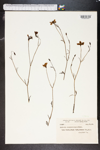 Sabatia campanulata image