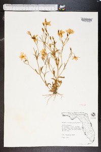 Sabatia campanulata image