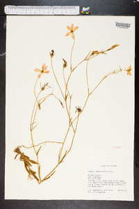 Sabatia campanulata image