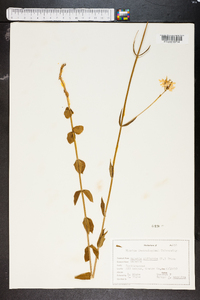 Sabatia difformis image