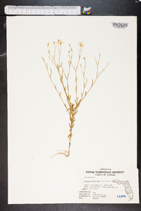 Sabatia difformis image