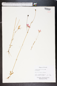 Sabatia grandiflora image