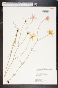 Sabatia grandiflora image