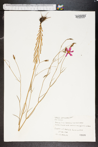 Sabatia grandiflora image