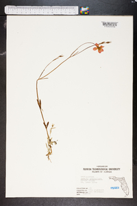 Sabatia grandiflora image