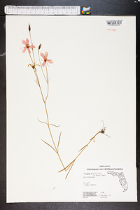 Sabatia grandiflora image