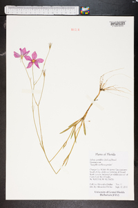 Sabatia grandiflora image