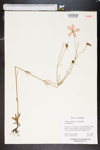 Sabatia grandiflora image