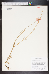 Sabatia grandiflora image