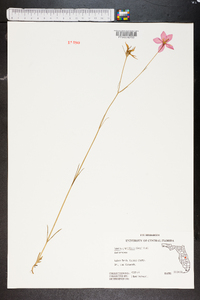 Sabatia grandiflora image