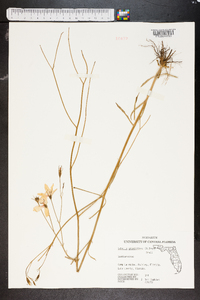 Sabatia grandiflora image