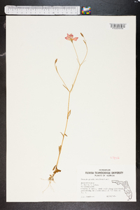 Sabatia grandiflora image