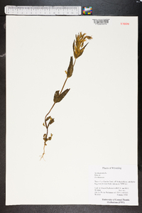 Swertia perennis image