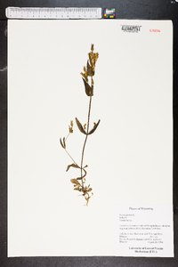 Swertia perennis image