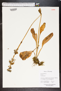 Swertia perennis image