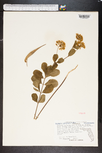 Asclepias curtissii image