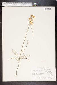 Asclepias feayi image