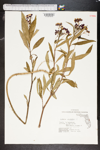 Asclepias lynchiana image