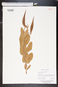 Asclepias humistrata image