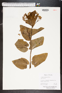 Asclepias humistrata image