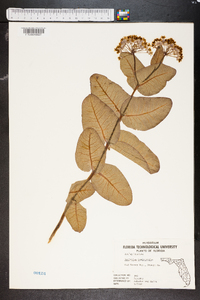 Asclepias humistrata image