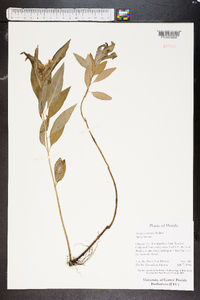 Asclepias perennis image