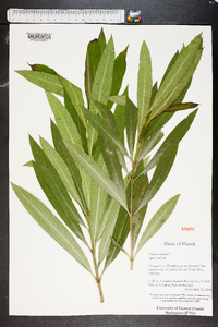 Nerium oleander image