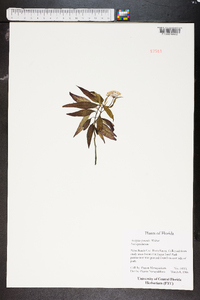 Asclepias perennis image