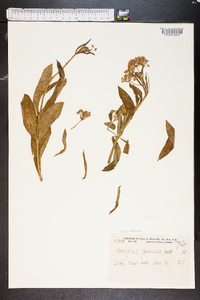 Asclepias perennis image