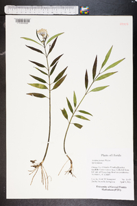 Asclepias perennis image