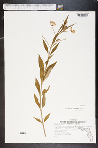 Asclepias perennis image