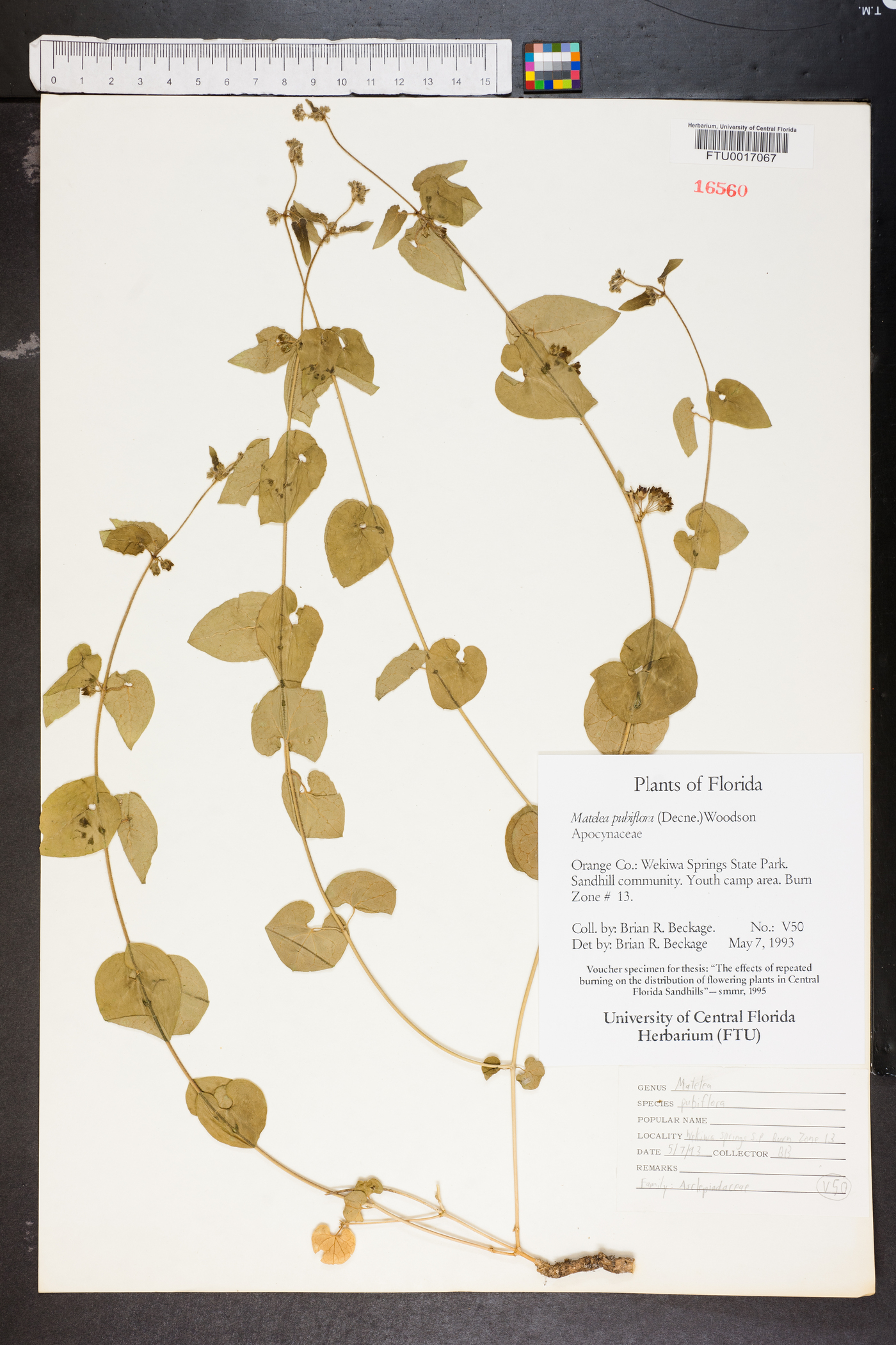 Matelea pubiflora image
